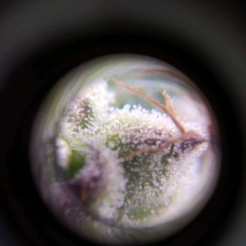 ext 23-24 growlog timeline photo