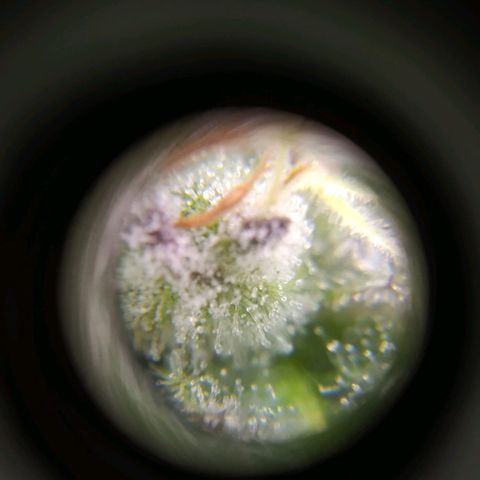 ext 23-24 growlog timeline photo