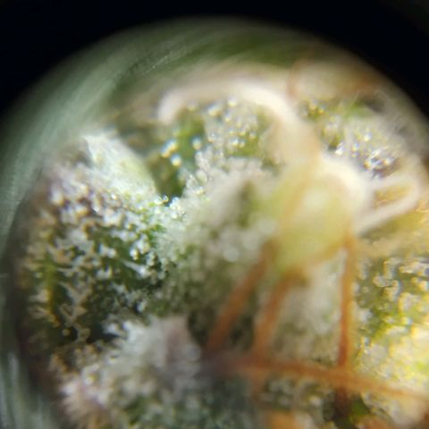 ext 23-24 growlog timeline photo