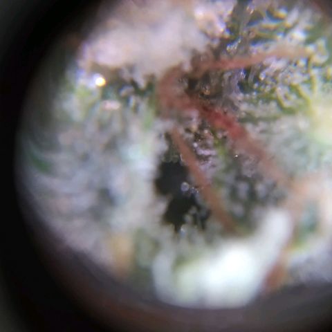 ext 23-24 growlog timeline photo