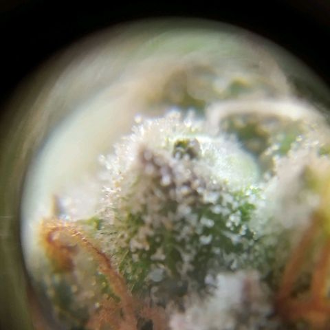 ext 23-24 growlog timeline photo