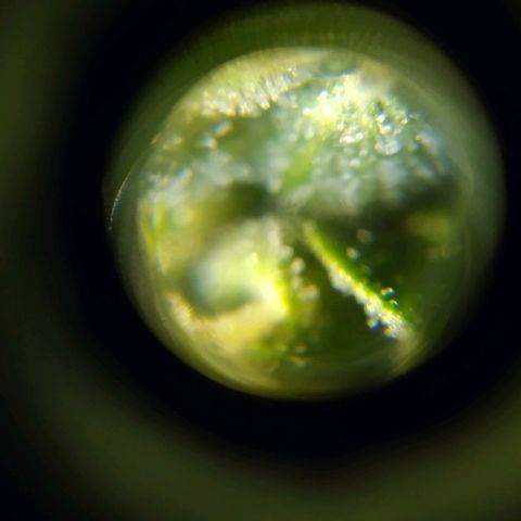 ext 23-24 growlog timeline photo