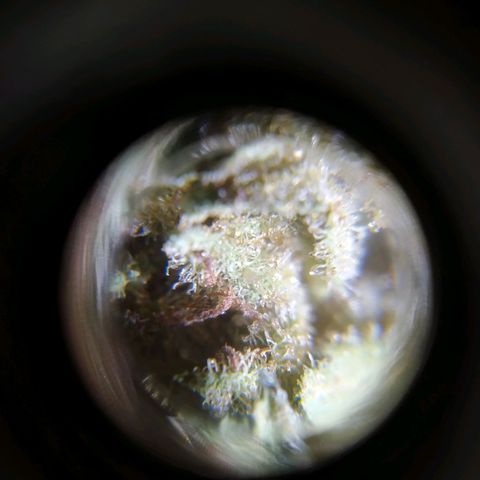 ext 23-24 growlog timeline photo