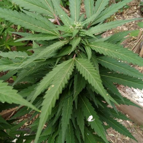ext 23-24 growlog timeline photo