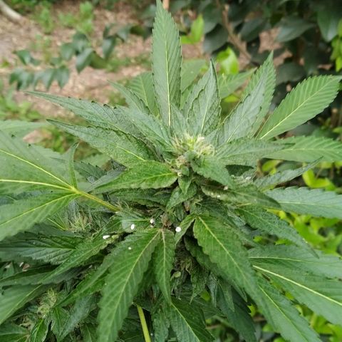 ext 23-24 growlog timeline photo