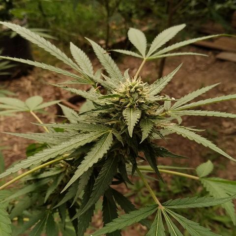 ext 23-24 growlog timeline photo