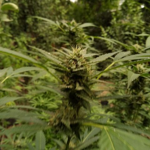 ext 23-24 growlog timeline photo