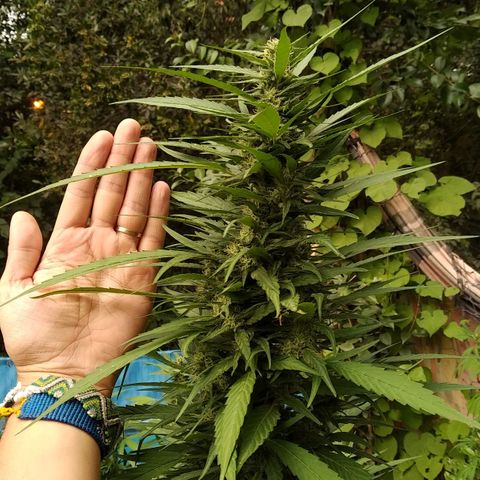 ext 23-24 growlog timeline photo
