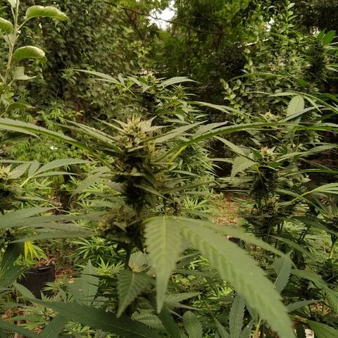 ext 23-24 growlog timeline photo