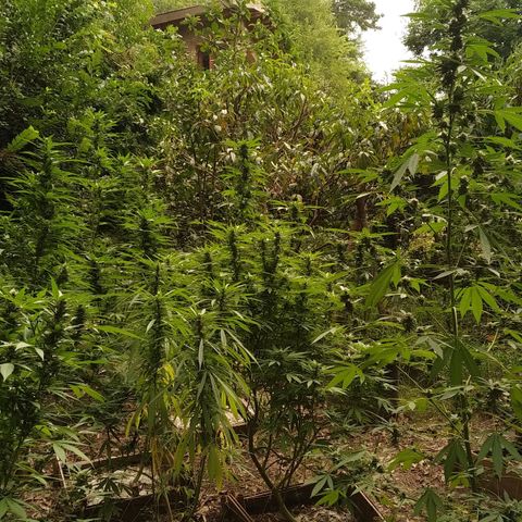 ext 23-24 growlog timeline photo