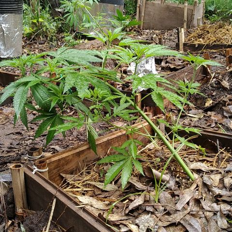 ext 23-24 growlog timeline photo