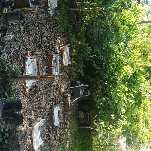 ext 23-24 growlog timeline photo