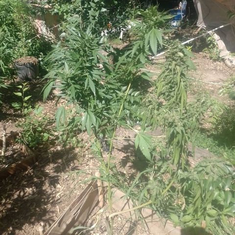 ext 23-24 growlog timeline photo