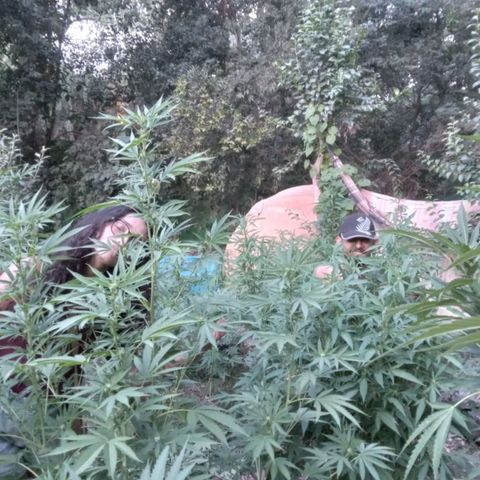 ext 23-24 growlog timeline photo