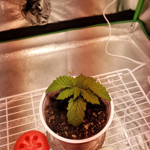 Della growlog timeline photo