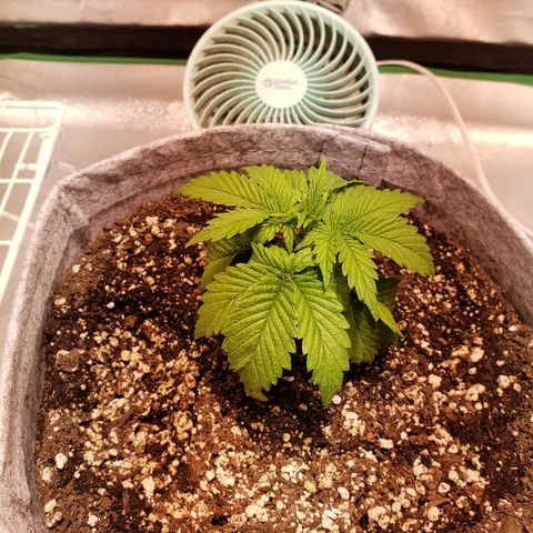 Della growlog photo: Just replanted into 3 gallon cloth pot.