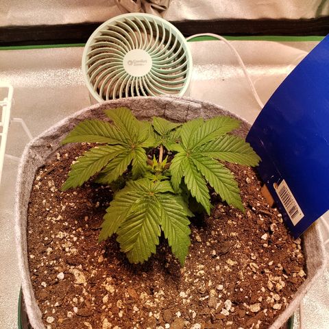 Della growlog photo: After topping yesterday.