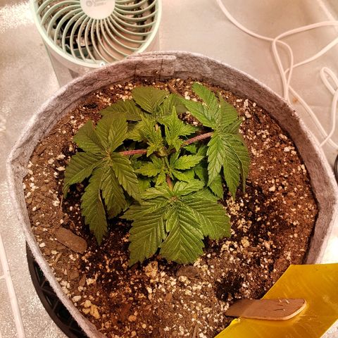 Della growlog timeline photo