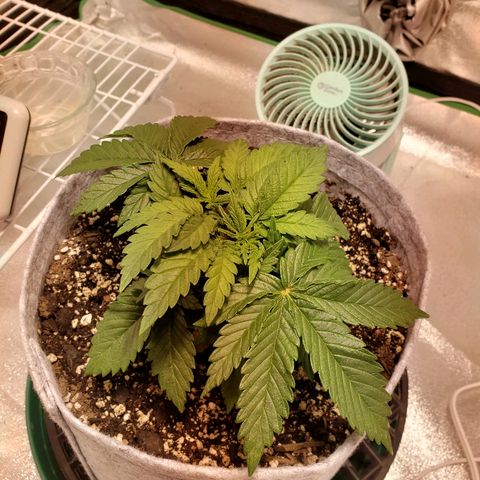 Della growlog timeline photo