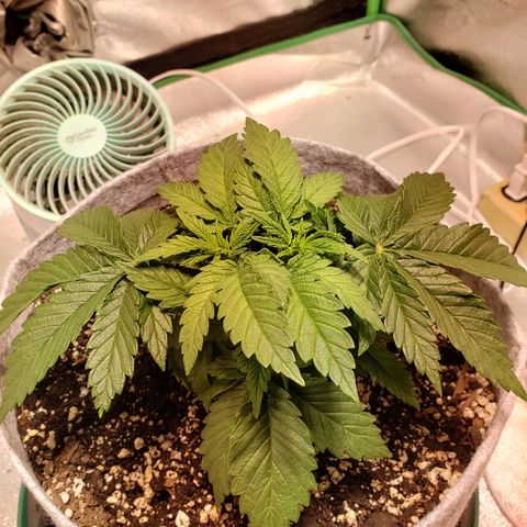 Della growlog timeline photo