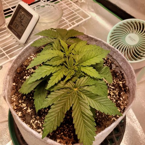 Della growlog timeline photo