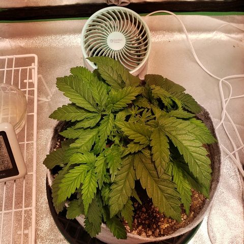 Della growlog timeline photo