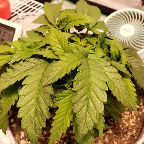 Della growlog timeline photo
