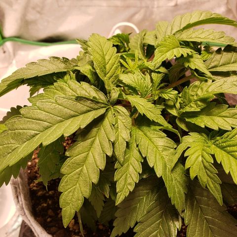 Della growlog timeline photo