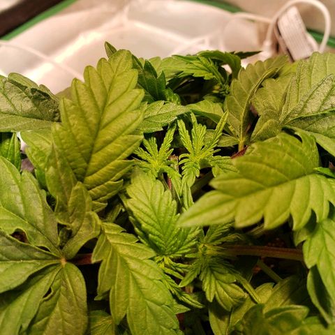 Della growlog timeline photo