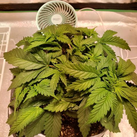 Della growlog timeline photo