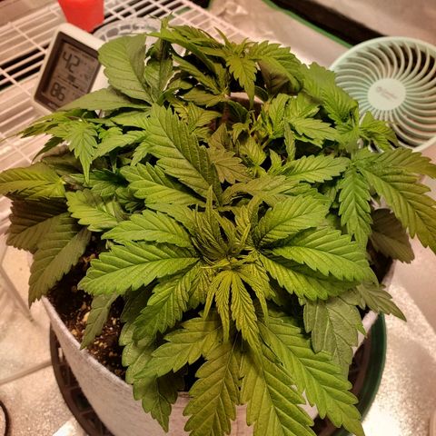 Della growlog timeline photo