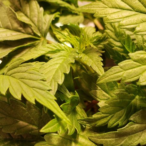 Della growlog timeline photo