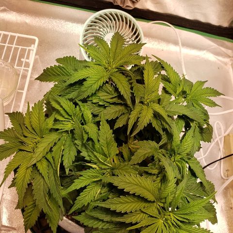 Della growlog timeline photo