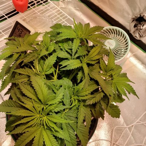 Della growlog timeline photo