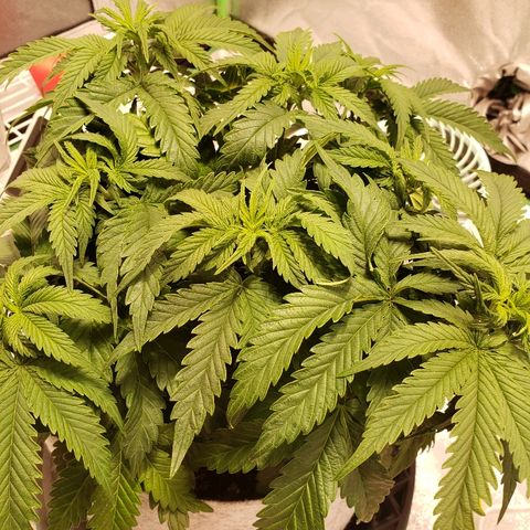 Della growlog timeline photo