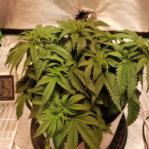 Della growlog timeline photo