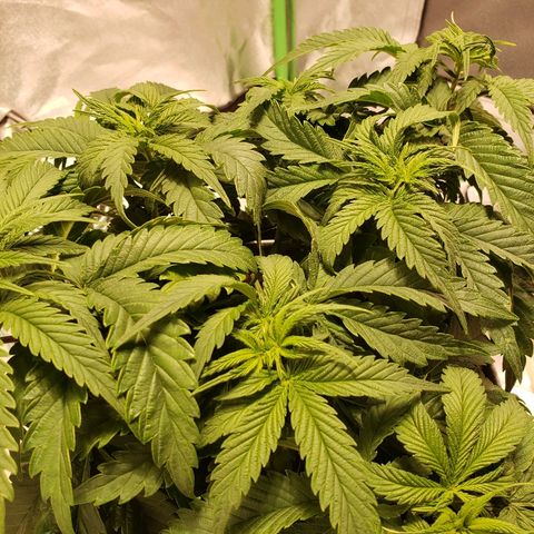 Della growlog timeline photo