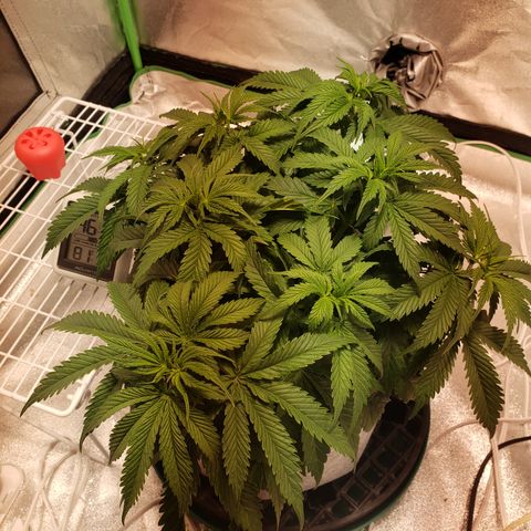 Della growlog timeline photo