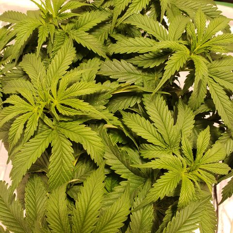 Della growlog timeline photo