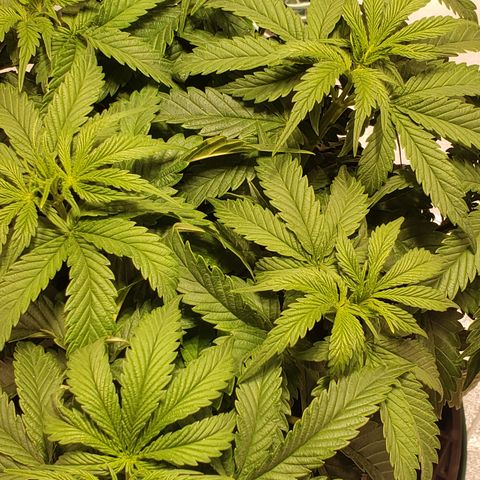 Della growlog timeline photo