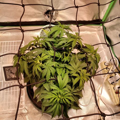 Della growlog timeline photo