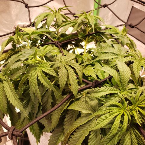 Della growlog timeline photo