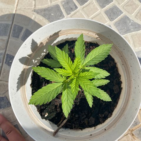 Purple queen  growlog timeline photo