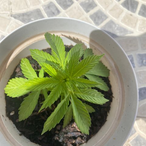 Purple queen  growlog timeline photo