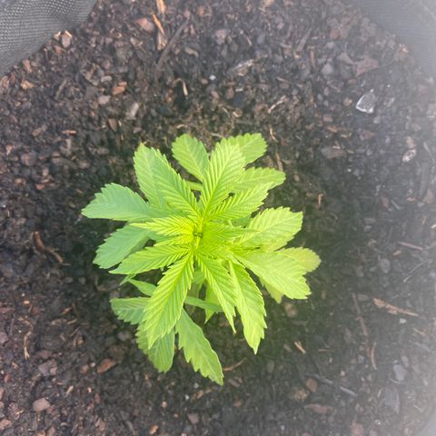 Purple queen  growlog photo: Transplantação 