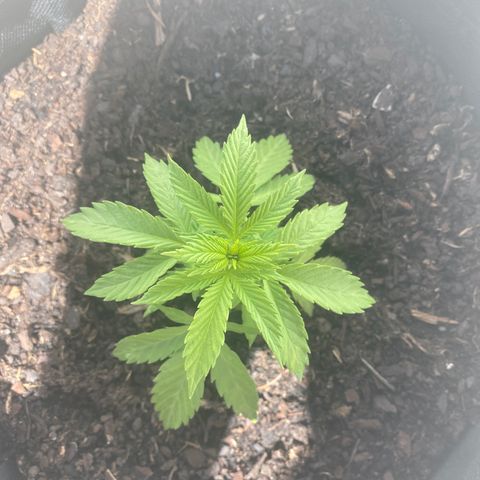 Purple queen  growlog timeline photo
