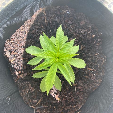 Purple queen  growlog timeline photo