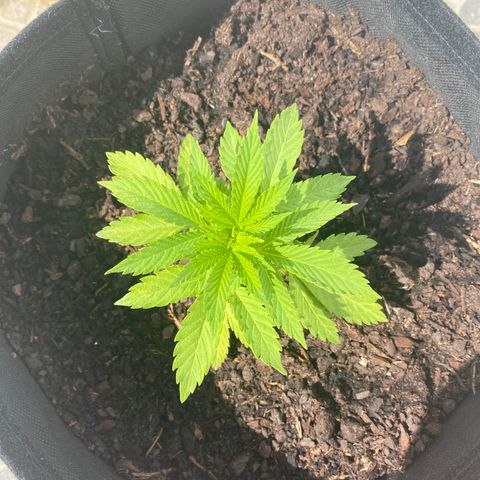 Purple queen  growlog timeline photo