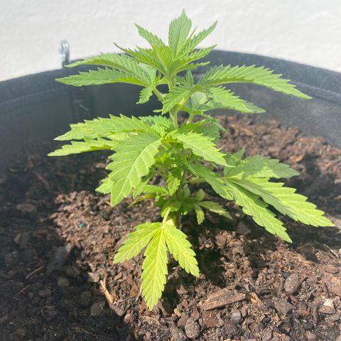 Purple queen  growlog timeline photo