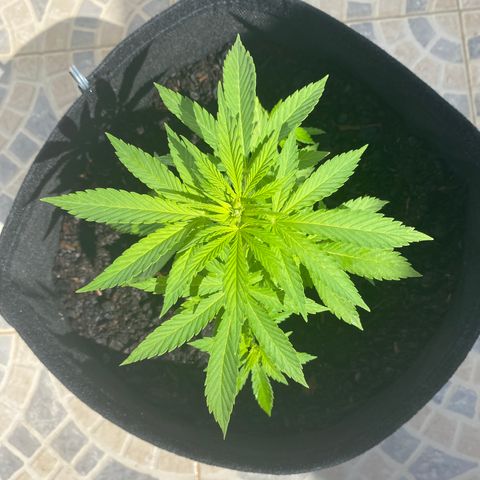 Purple queen  growlog timeline photo